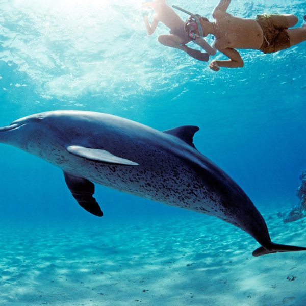 hurghada swimming with the dolphins photo underwater