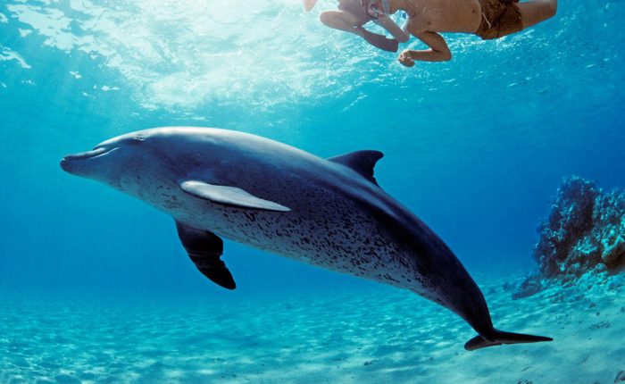 hurghada swimming with the dolphins photo underwater