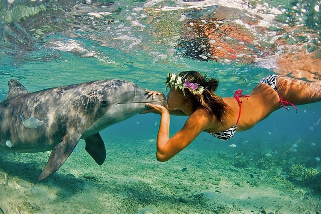 Snorkelling with dolphins at Dolphin House, Hurghada