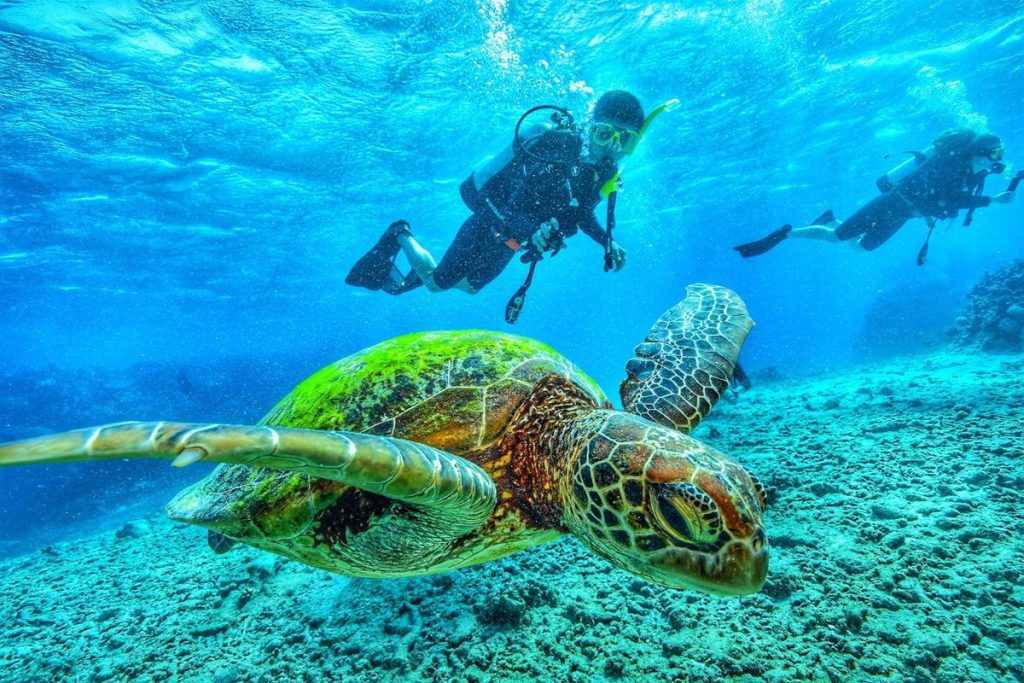 Divers with a sea turtle at Ras Mohammed, Sharm El Sheikh